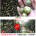 江西农家自榨山茶籽油山茶油老茶子油月子油茶仔油食用油