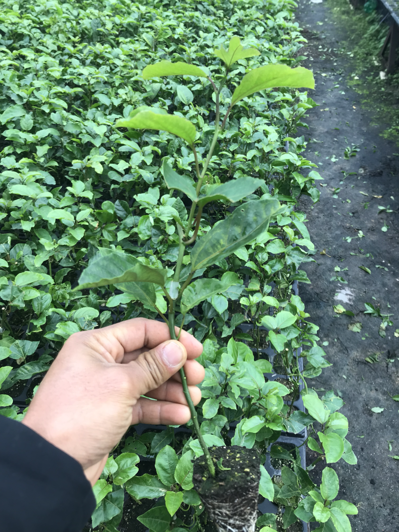 百香果嫁接苗，芭乐味黄金百香果嫁接苗、正宗芭乐味