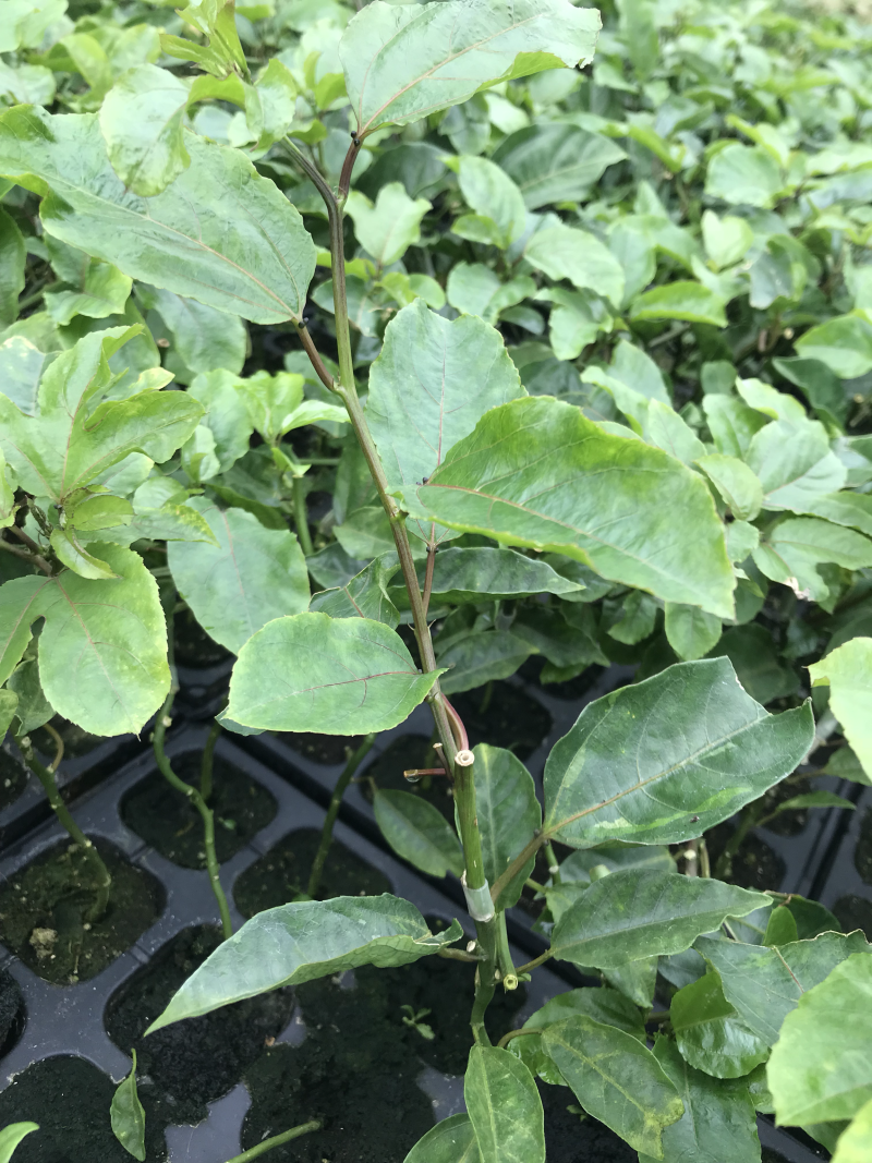 百香果嫁接苗，芭乐味黄金百香果嫁接苗、正宗芭乐味