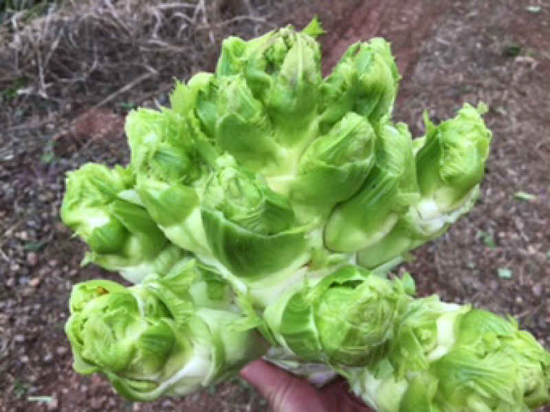 重庆市潼南区精品儿菜