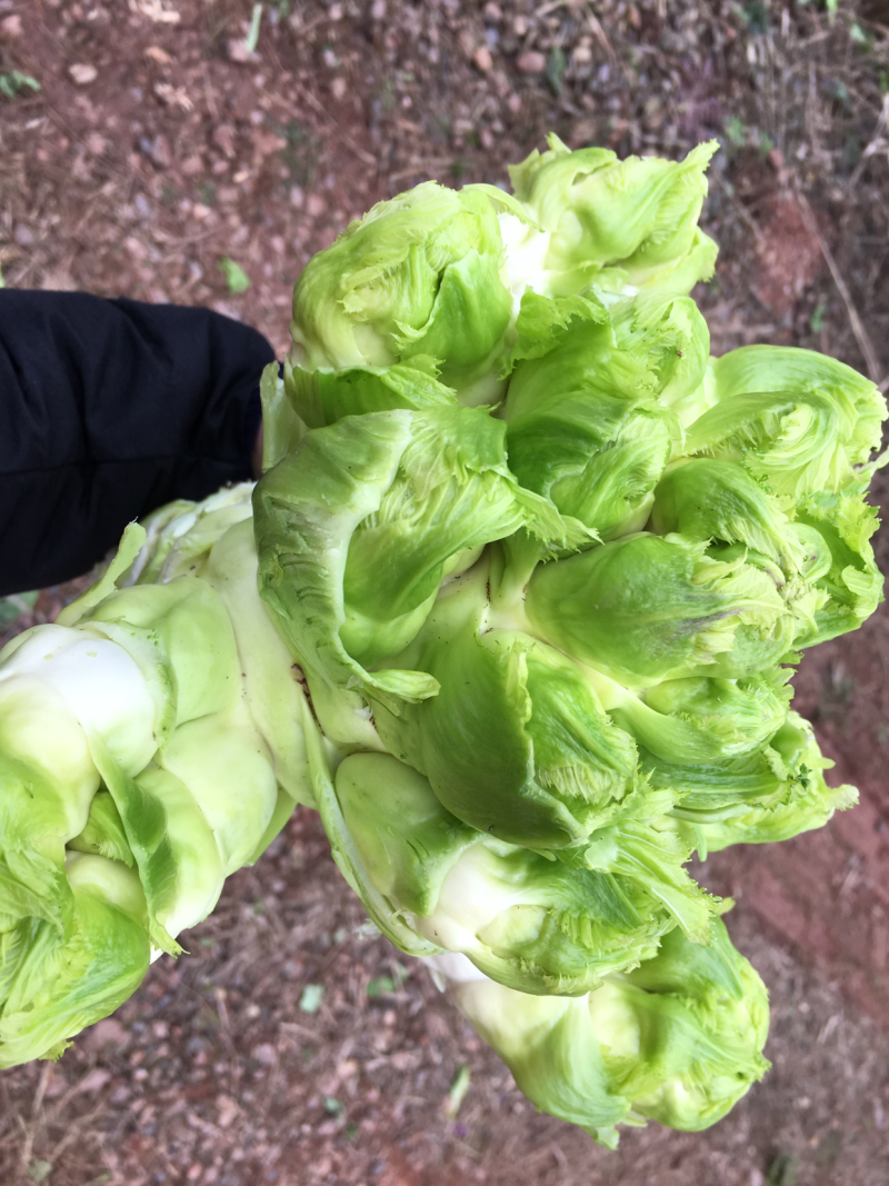 重庆市潼南区精品儿菜