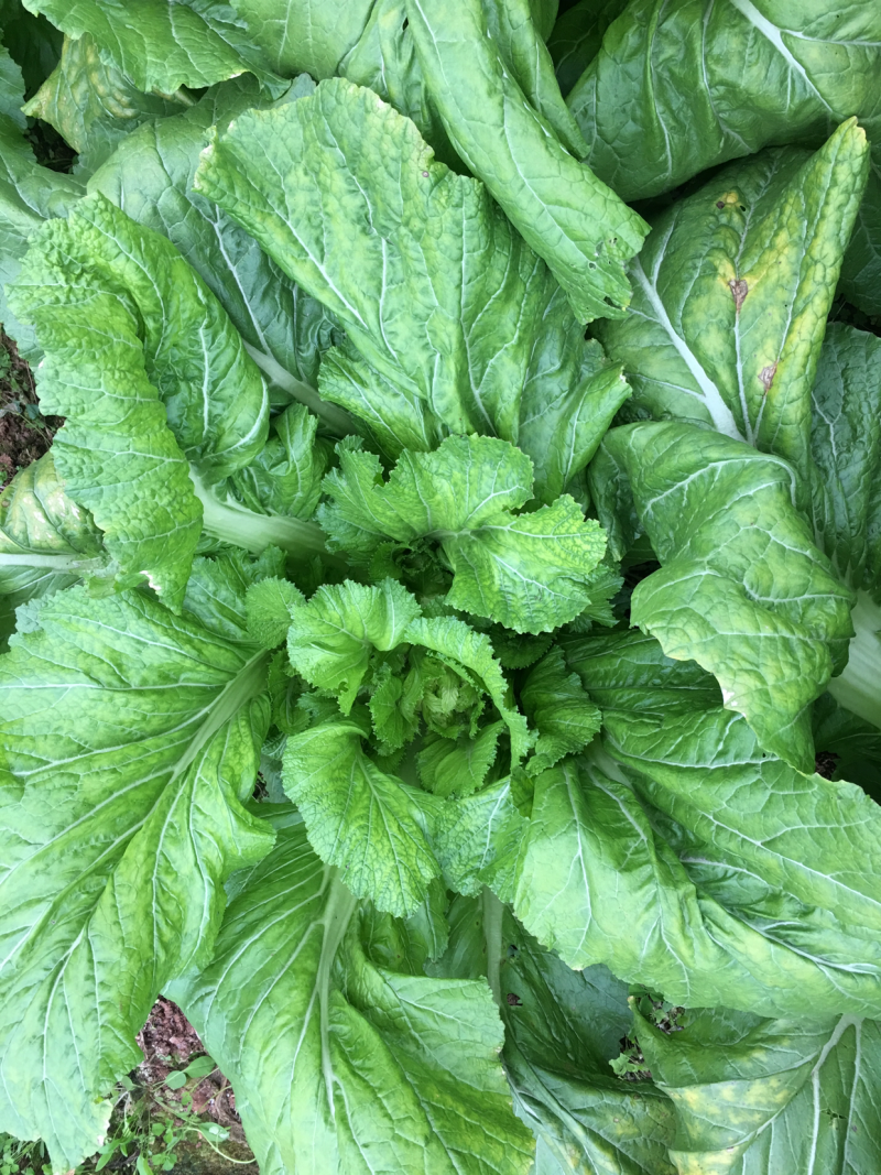 重庆市潼南区精品儿菜