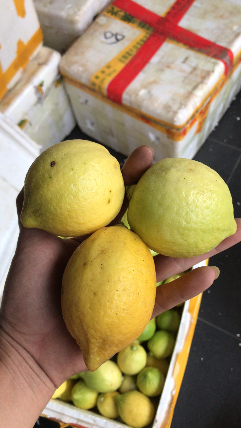 无籽香水柠檬，一级青黄果。