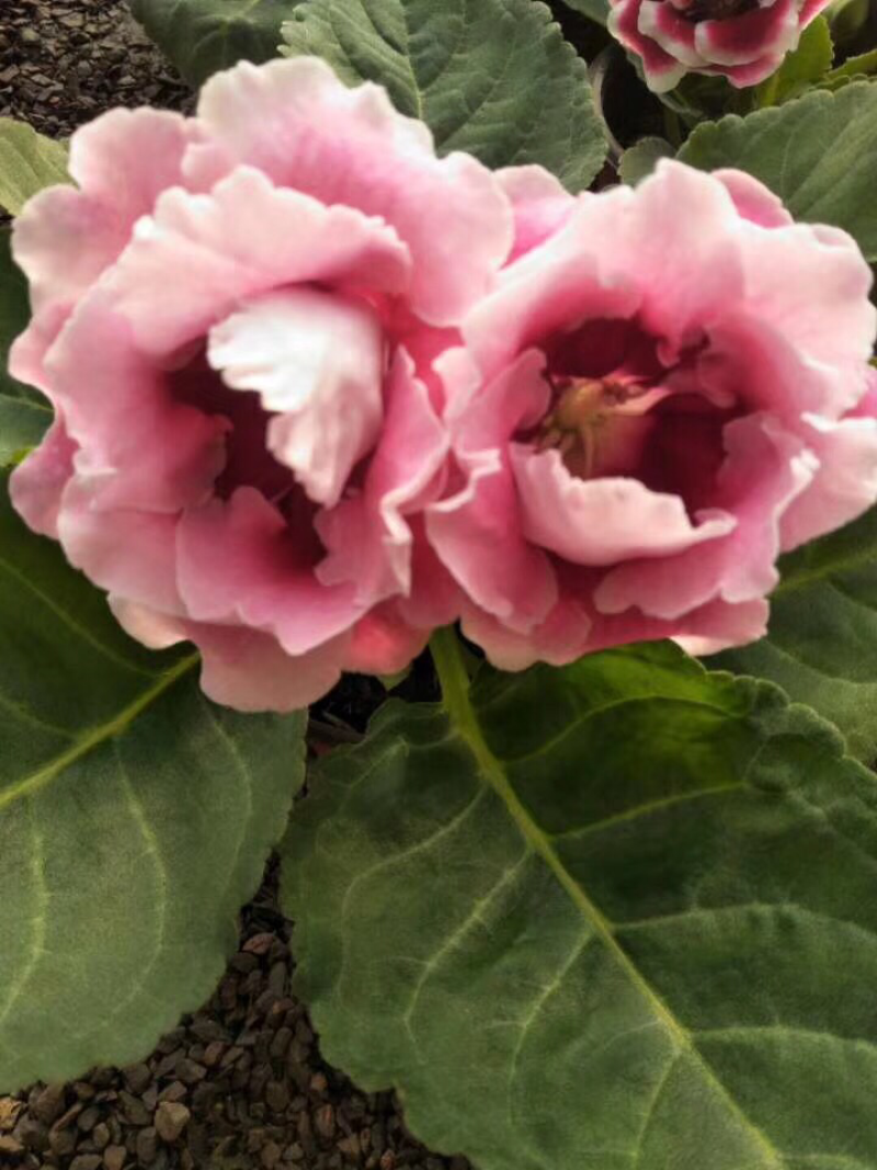 大岩桐芙蓉