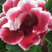 大岩桐芙蓉