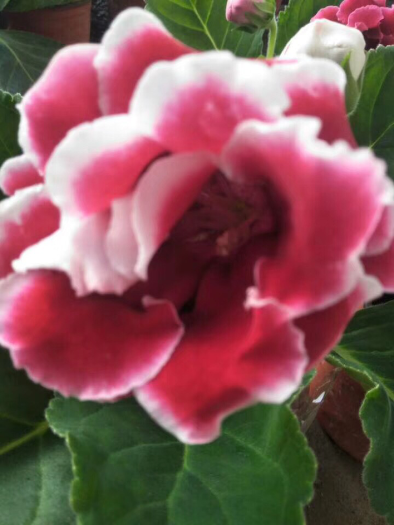 大岩桐芙蓉