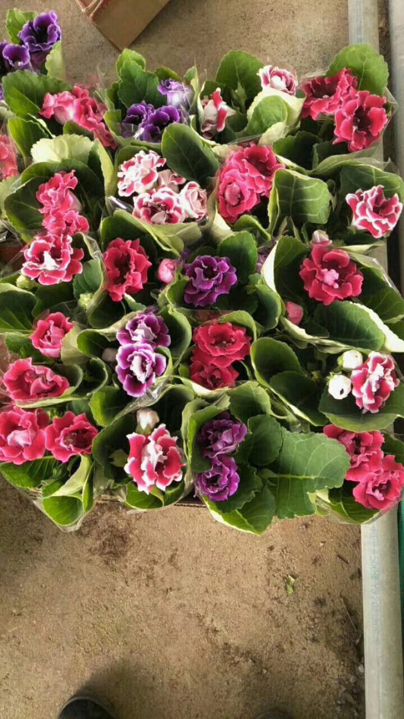 大岩桐芙蓉