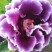 大岩桐芙蓉