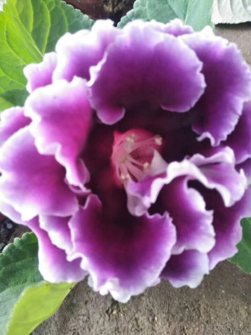 大岩桐芙蓉