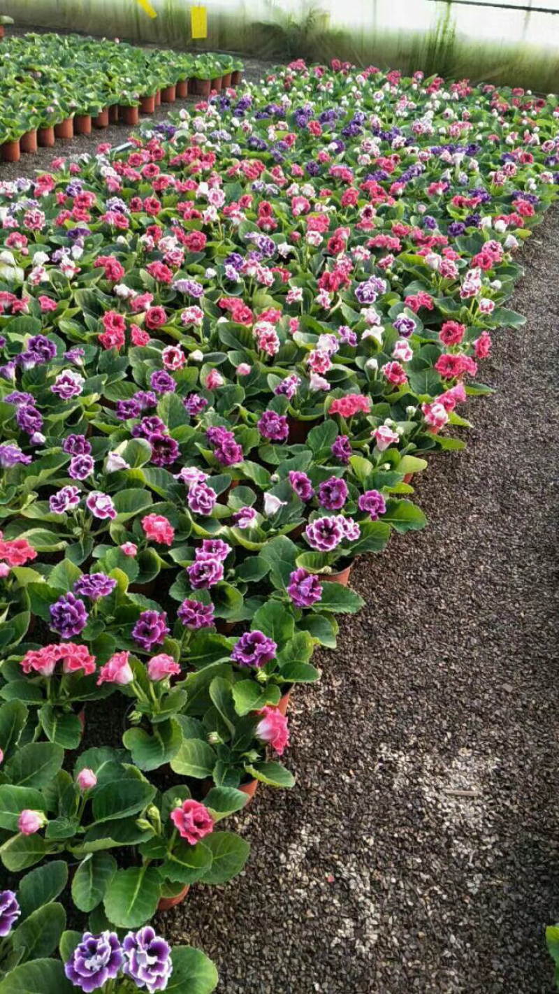 大岩桐芙蓉