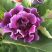 大岩桐芙蓉