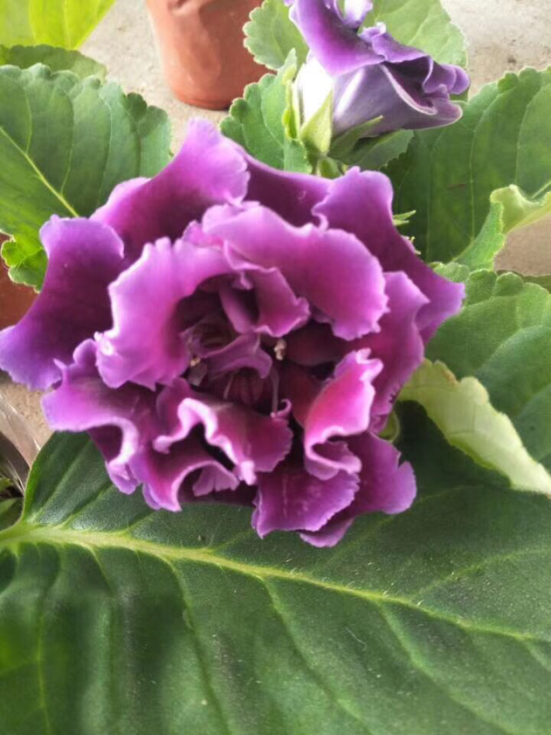 大岩桐芙蓉