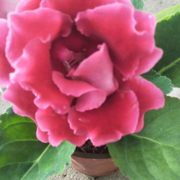 大岩桐芙蓉