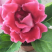 大岩桐芙蓉