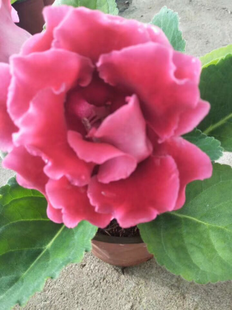 大岩桐芙蓉