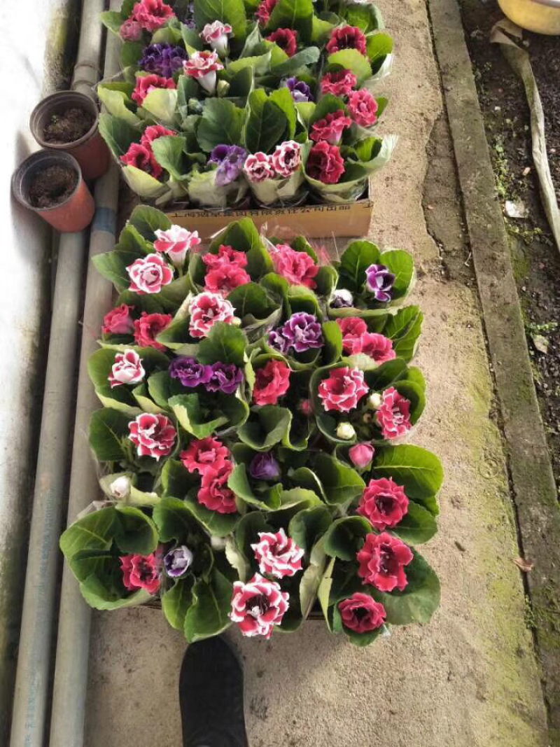 大岩桐芙蓉
