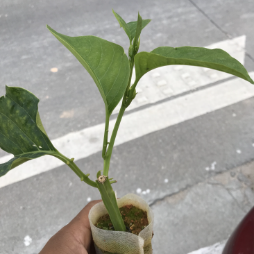 香蜜百香果苗．木瓜百香果苗