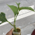香蜜百香果苗．木瓜百香果苗