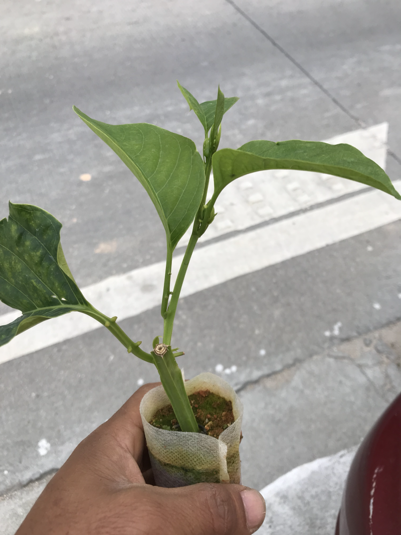 香蜜百香果苗．木瓜百香果苗