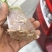 香蜜百香果苗．木瓜百香果苗