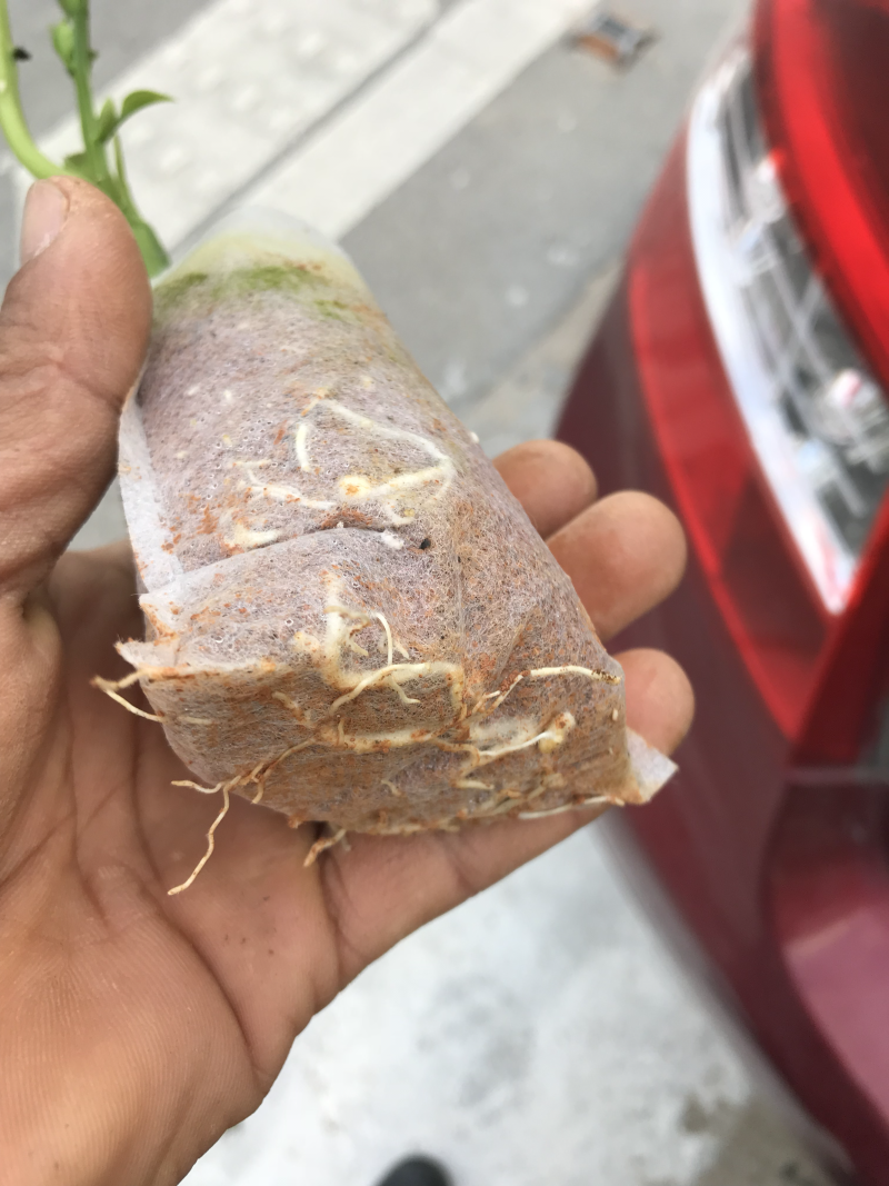 香蜜百香果苗．木瓜百香果苗