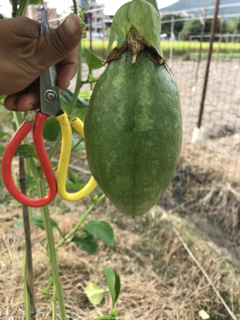香蜜百香果苗．木瓜百香果苗