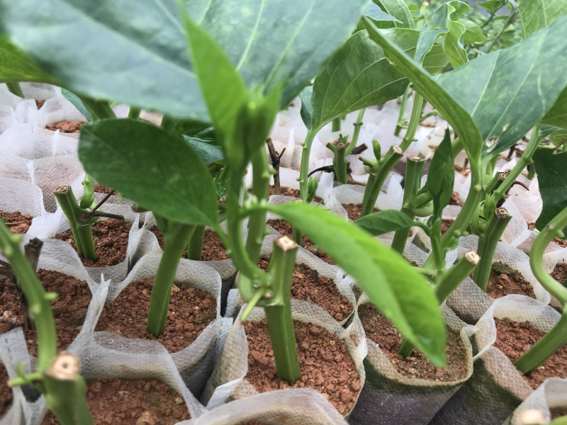 香蜜百香果苗．木瓜百香果苗