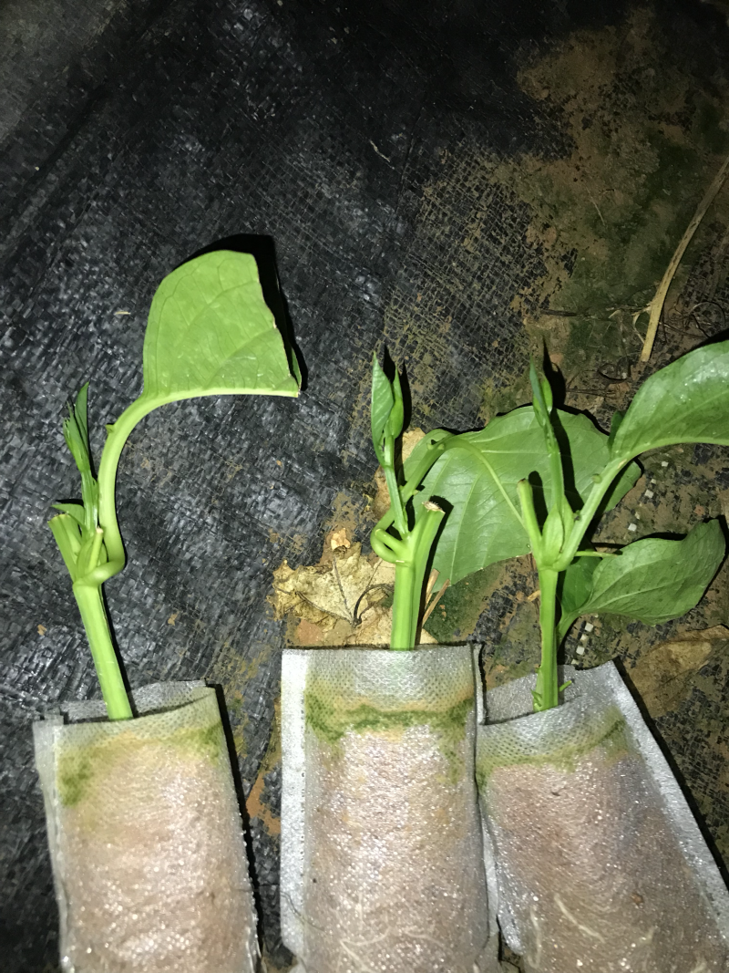 香蜜百香果苗．木瓜百香果苗