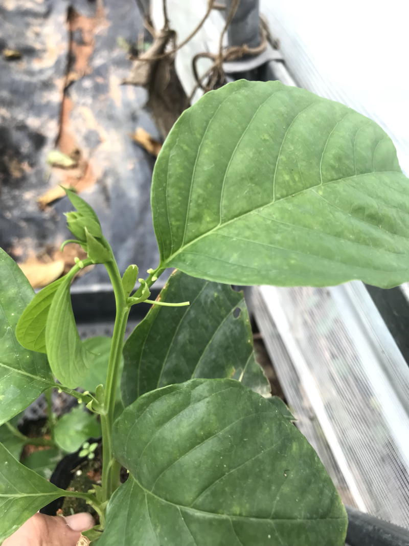 香蜜百香果苗．木瓜百香果苗