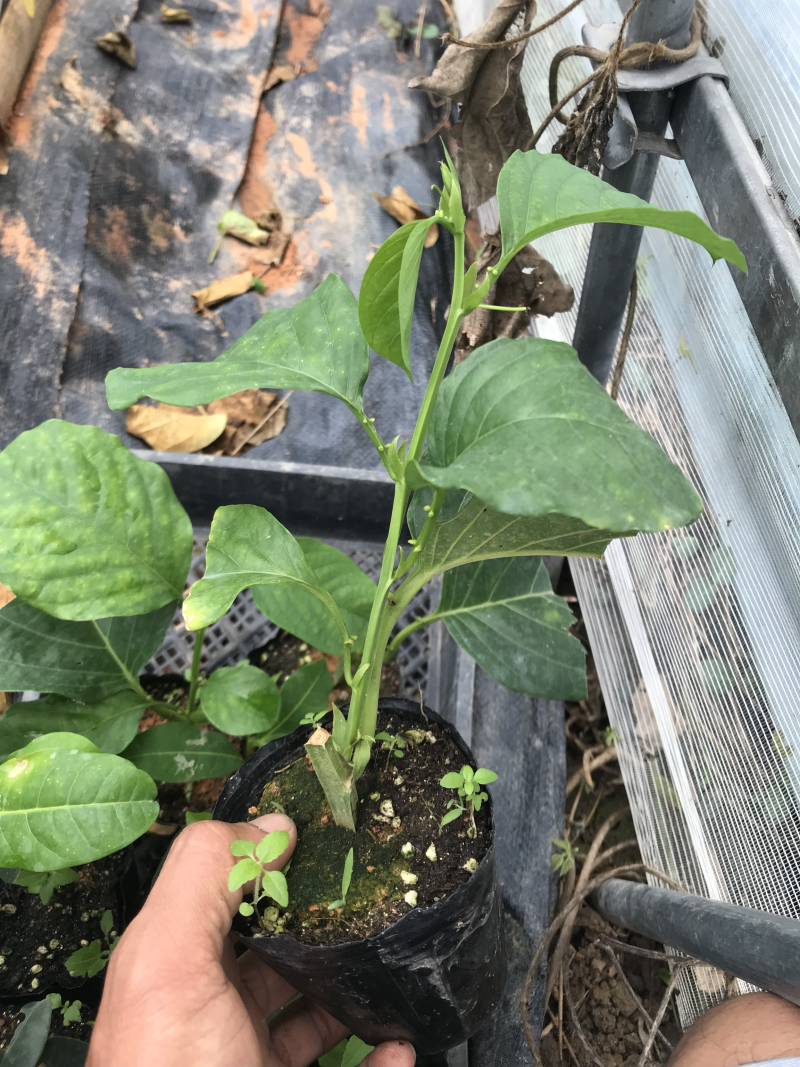香蜜百香果苗．木瓜百香果苗
