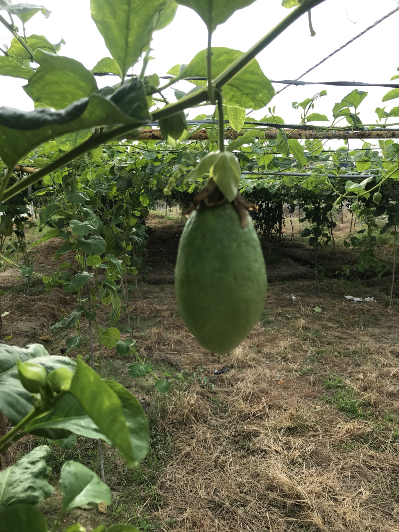 香蜜百香果苗．木瓜百香果苗