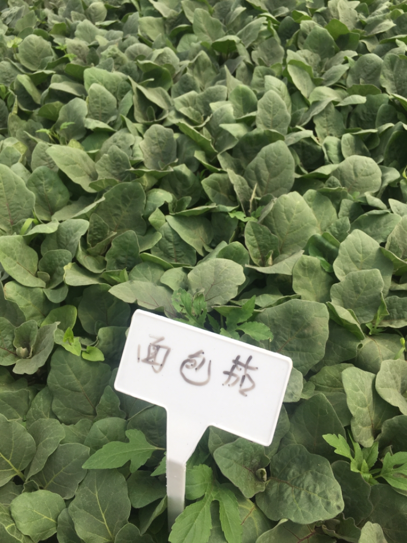 优质茄子苗，绿美系列，西安绿茄，紫茄，面包花茄，嫁接茄子