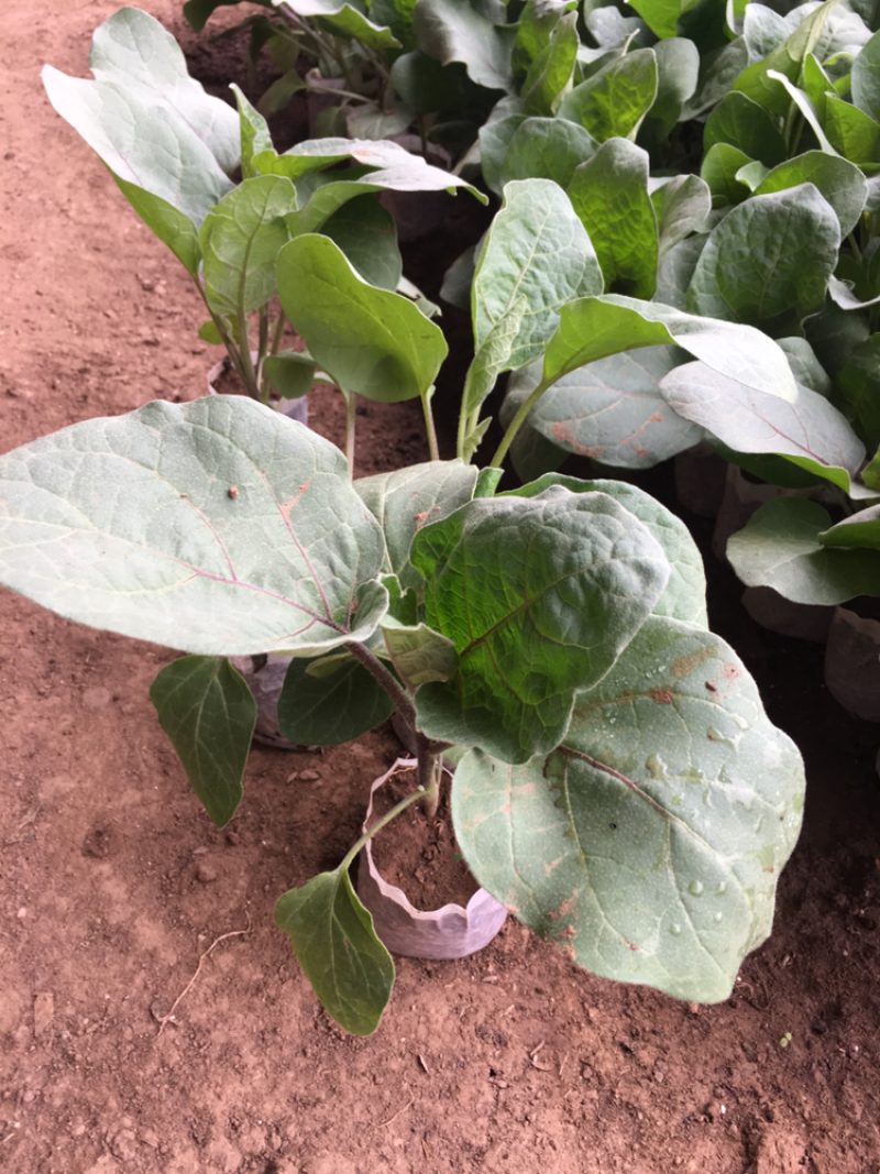 优质茄子苗，绿美系列，西安绿茄，紫茄，面包花茄，嫁接茄子