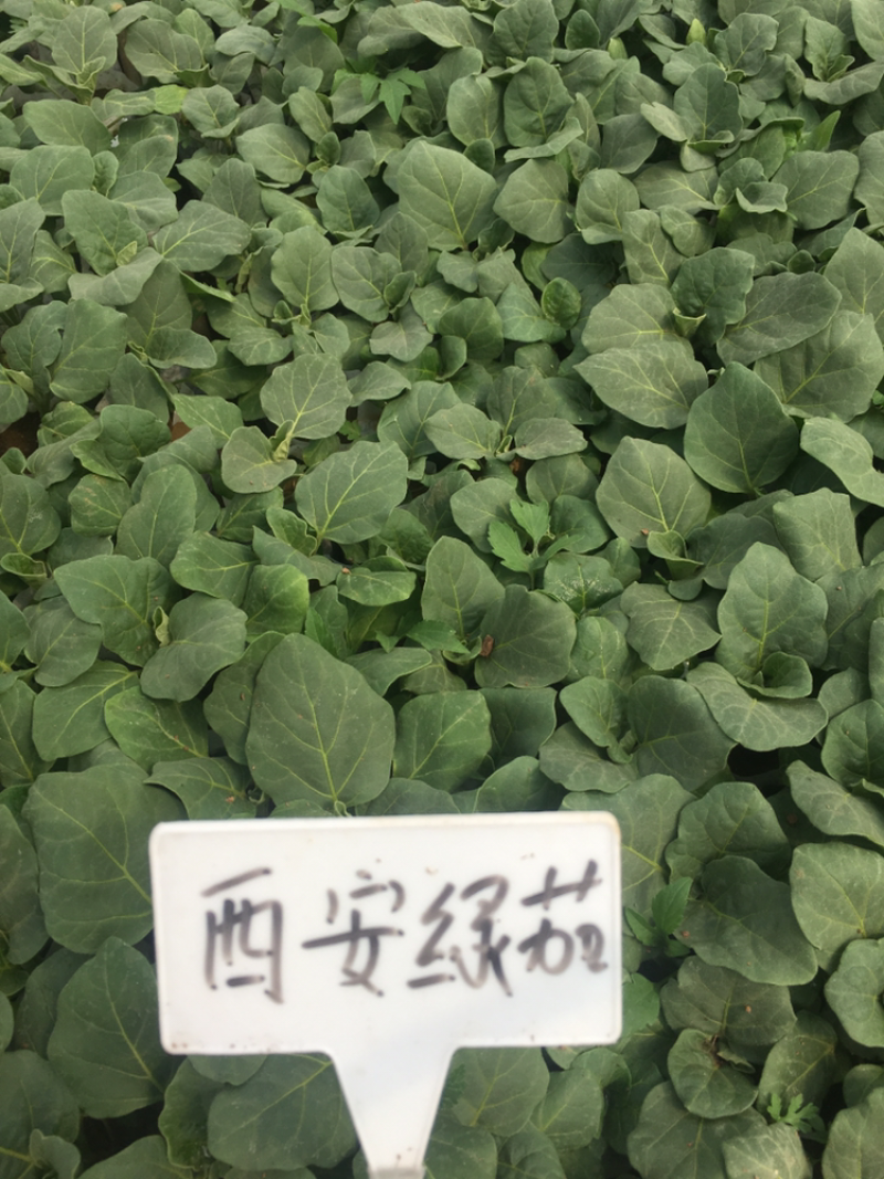 优质茄子苗，绿美系列，西安绿茄，紫茄，面包花茄，嫁接茄子