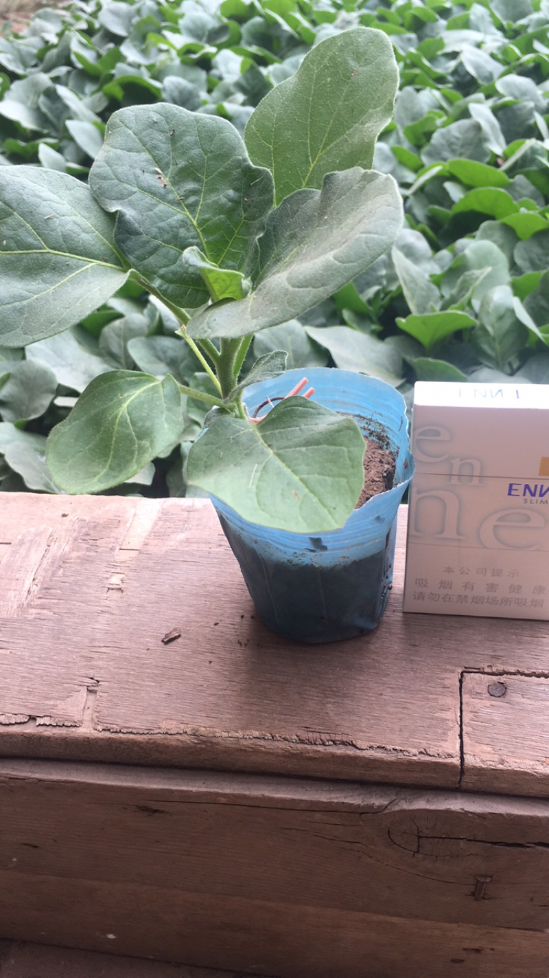 优质茄子苗，绿美系列，西安绿茄，紫茄，面包花茄，嫁接茄子