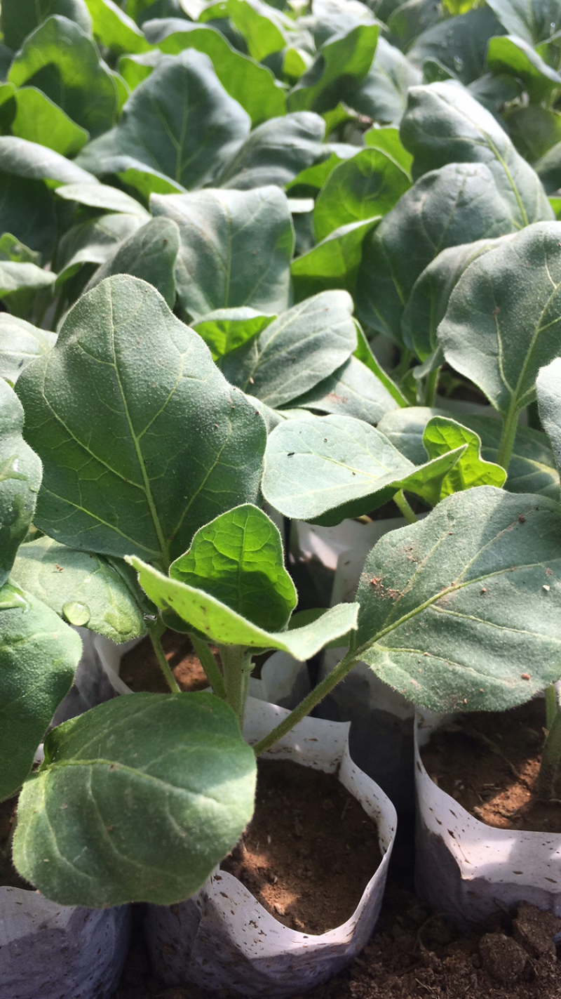 优质茄子苗，绿美系列，西安绿茄，紫茄，面包花茄，嫁接茄子