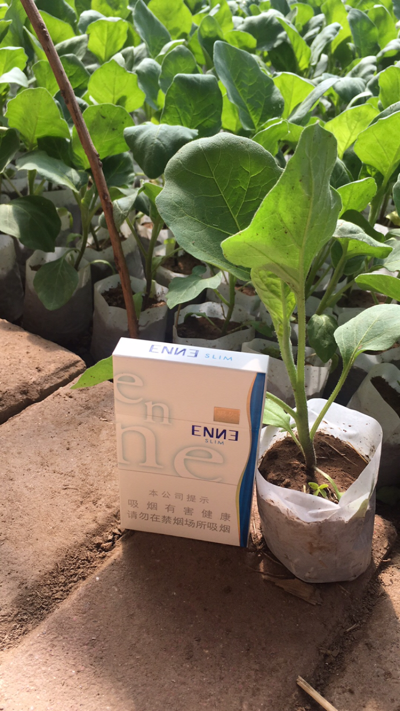 优质茄子苗，绿美系列，西安绿茄，紫茄，面包花茄，嫁接茄子