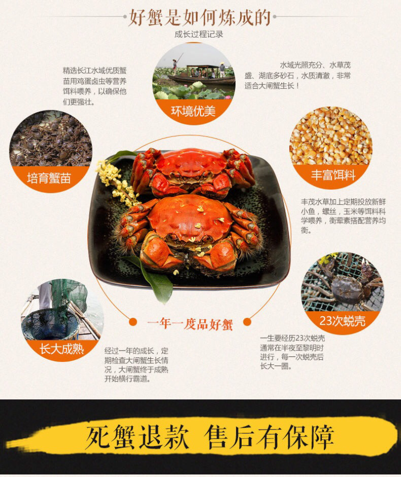 2|六月黄蟹宴|大闸蟹河蟹螃蟹鲜活全公蟹现货