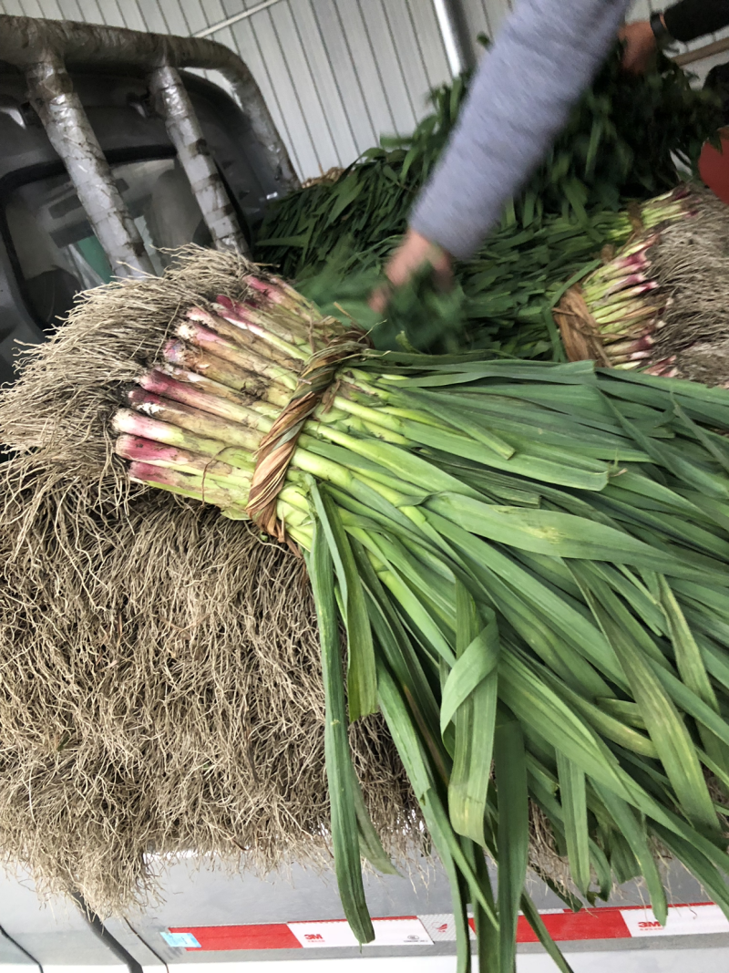红根蒜苗，根红苗绿质量好，热车，冻库打冷都可以。