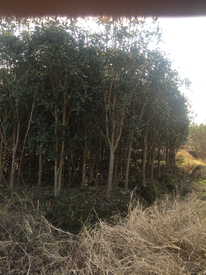 大量供应桂花，基地2000亩，大小规格都有，价格可以仪