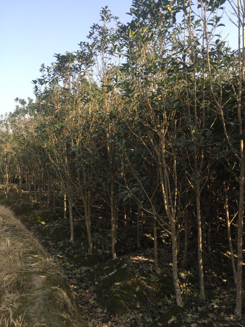 500亩小叶桂花大量供应，产地合肥肥西县