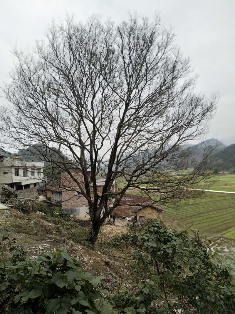 第一棵40公分第二棵62公分