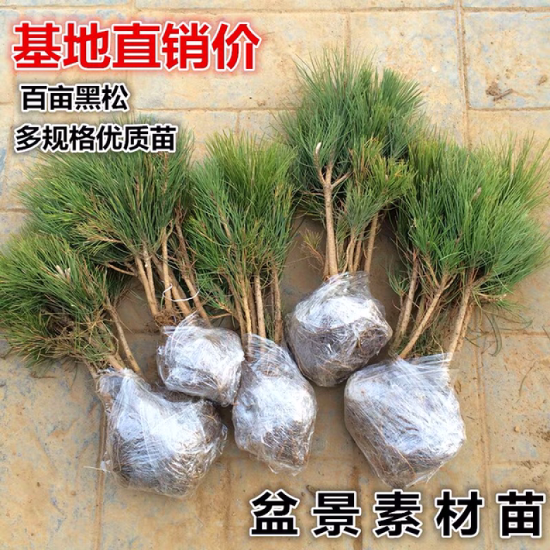 黑松苗黑松造型松素材苗保湿发货免费提供造型样品