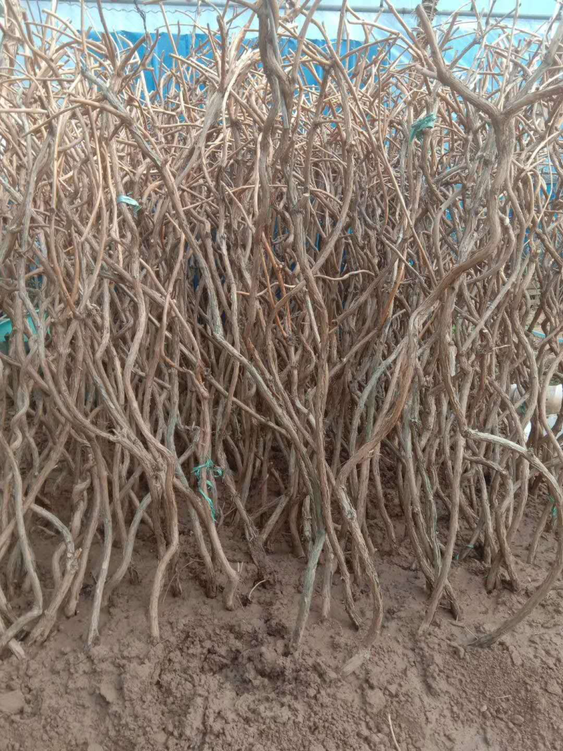 凌霄