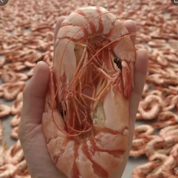 大草虾干，大对虾干