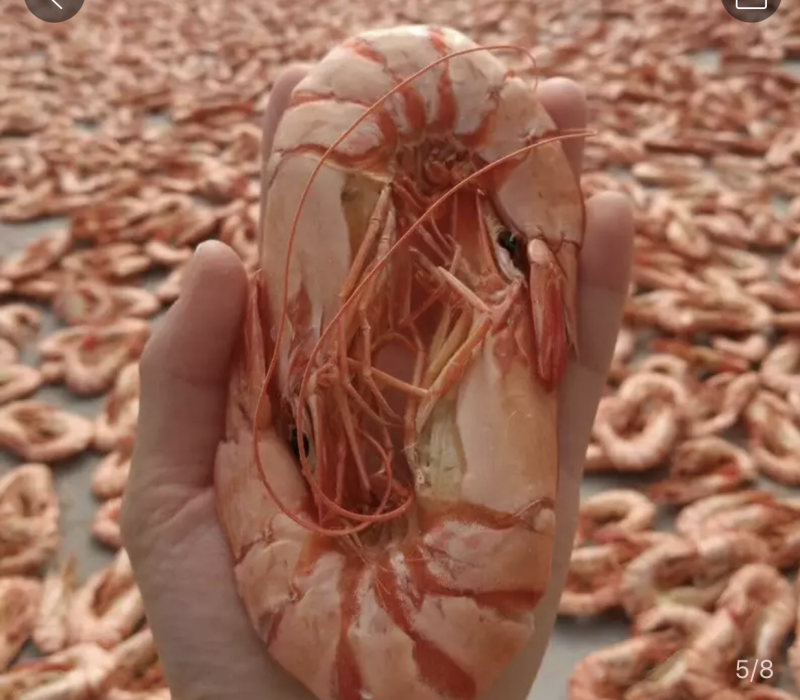 大草虾干，大对虾干