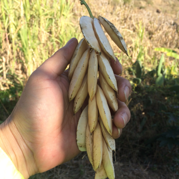 云南白扁豆