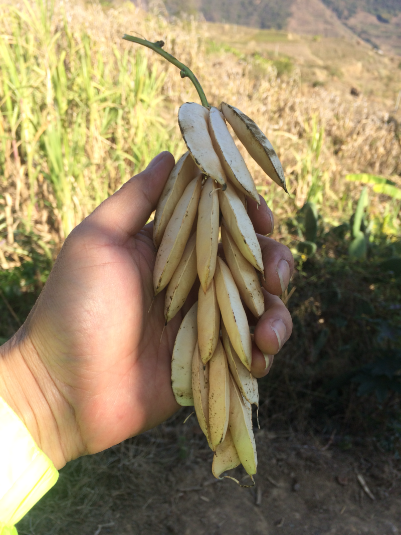 云南白扁豆