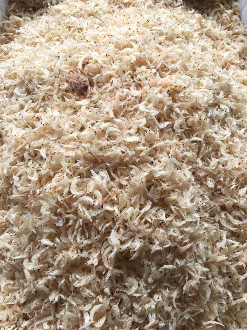 小孩补钙能手虾皮
