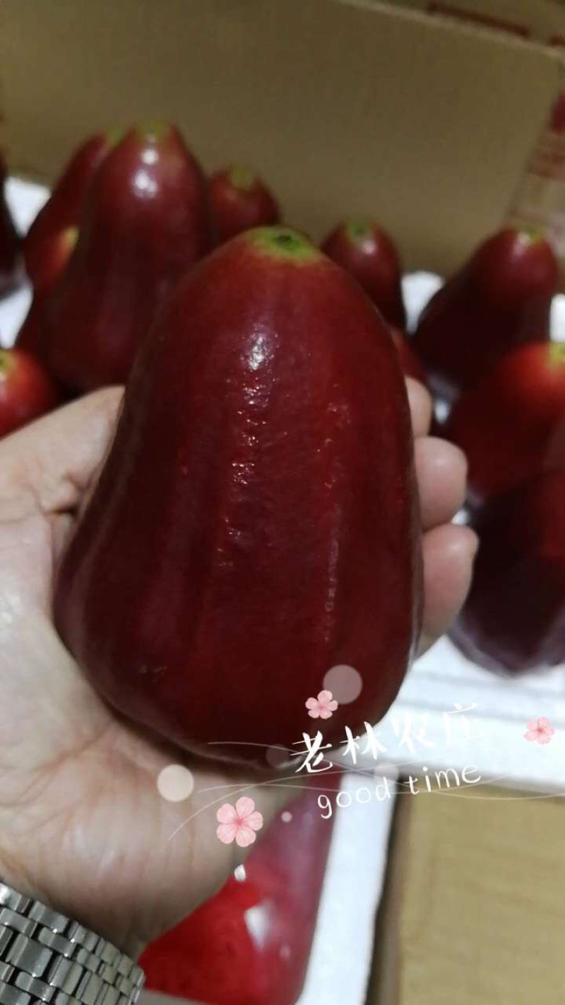 海南黑金刚莲雾